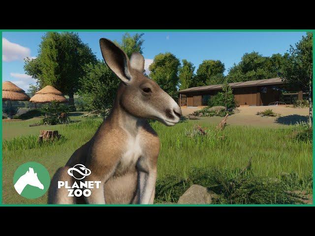 Red Kangaroo Habitat + Africa Pack Discussion | Elm Hill City Zoo | Planet Zoo