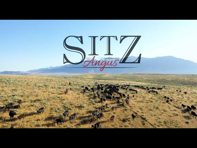 Sitz Angus Ranch  - Dillon & Harrison Montana