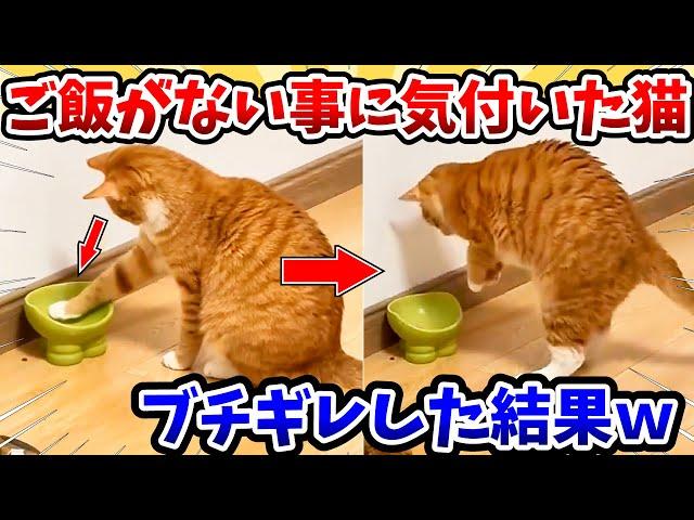 【2ch動物スレ】ご飯がない事に気付いた猫さん → ブチギレした結果www