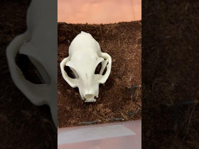 Прям метро! #москва #экзотика #zoolife #zooanimals #shortvideo #zoo #сколопендра #хищник #выставка