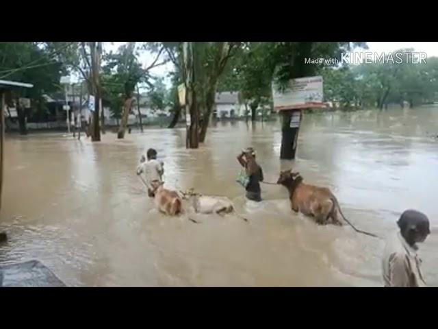 Dhubri Flood 2019 update. Bilasipara. Bagribari Video..