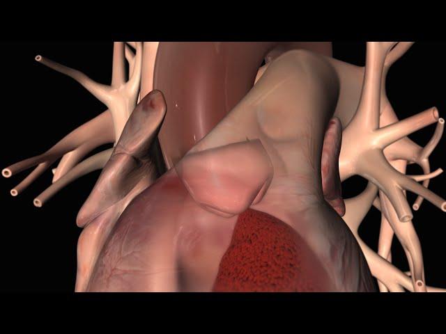 Echocardiogram (Echo)