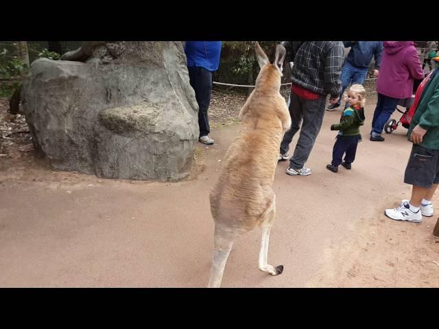 Kangaroo wants to fight! (Video 1)