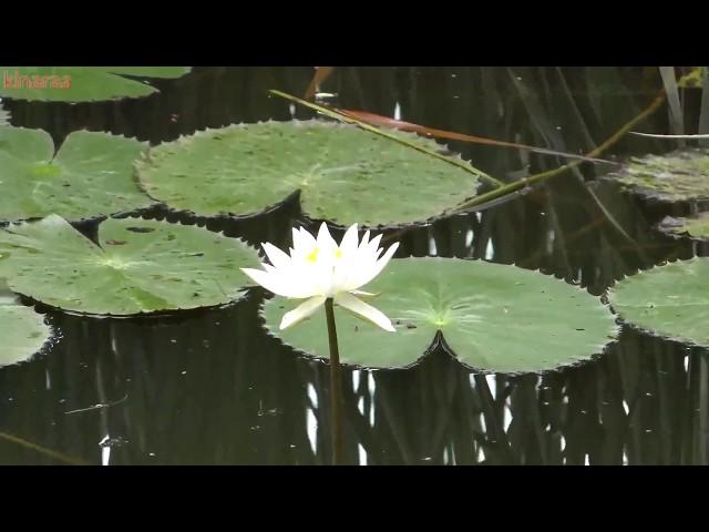 PEACE AND TRANQUILITY  A TRAILS THROUGH COUNTRYSIDE  4K