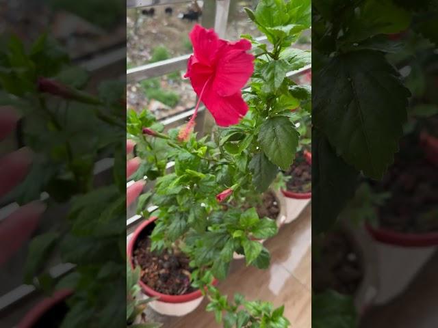1 june 25 #youtubeshorts #trending #views #nature #vlog #rain #familychannel #plants #fyp  #sky