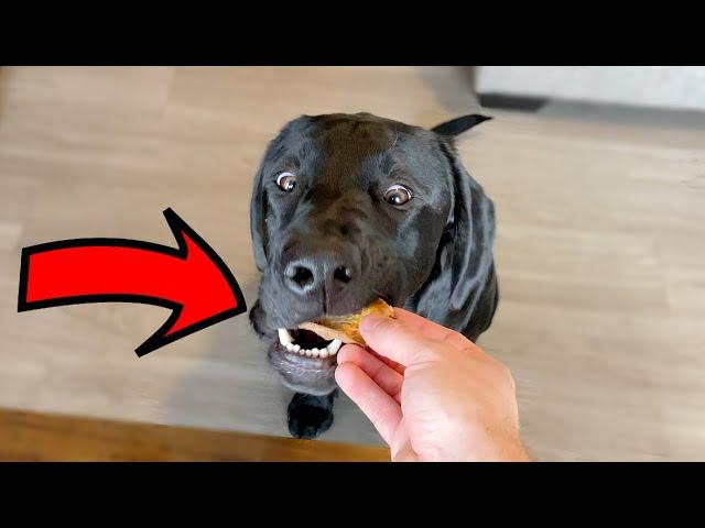 Labrador Reviews Dog Treats For The First Time!!