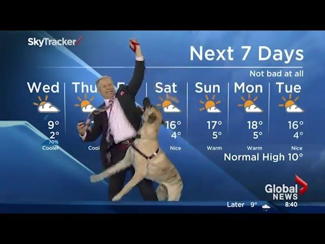 Ripple the dog doesn't care about the weather forecast