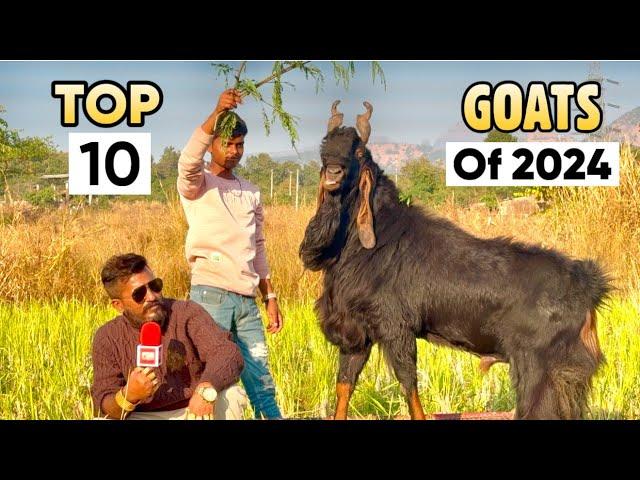 Mohammad Bhai’s Top 10 Favourite Goats of 2024 at MD Goat Farm Mumbai