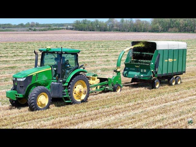 Chopping & Bagging Triticale near Greenville Ohio