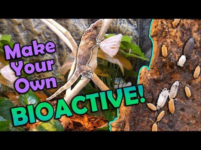 How to Setup a Bioactive Enclosure (Two Ways!)