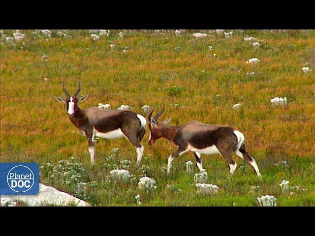 Cape of Good Hope Natural Reserve. Documental Completo