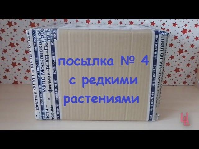 распаковка посылки № 4 с редкими растениями | комнатные растения почтой | пополнение коллекции