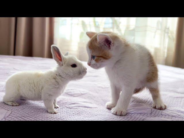 Cute Tiny Kitten Reacts to Baby Bunny [Cuteness Overload]