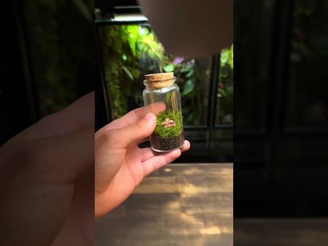 How To Make a Beginner Terrarium!