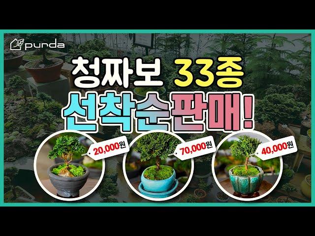 완판 청짜보 선착순 판매! 강민경 vlog로 핫해진 청짜보 키우기 이번에 도전해보세요!‍️