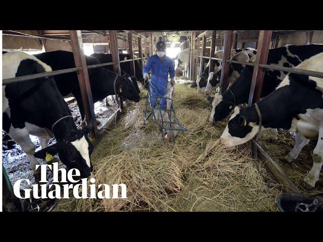 Fukushima radiation fails to deter dairy farmers