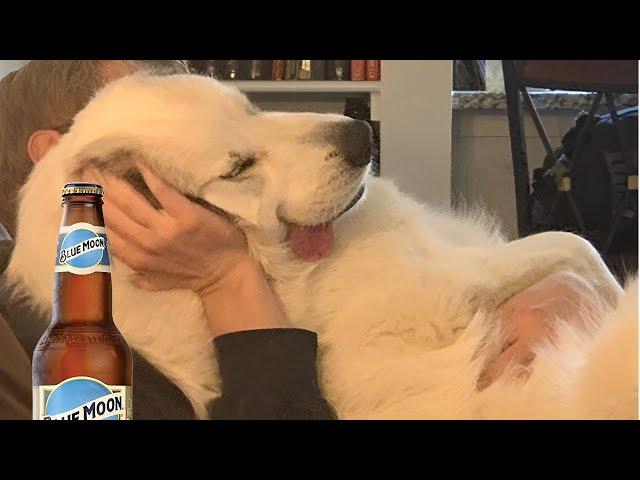 Funniest DOGS Videos 2025 That Will Have You Laughing All Day 