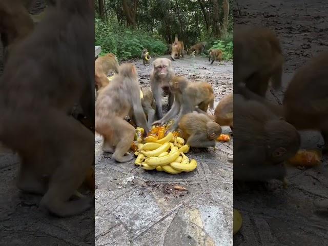 The monkey king first takes three banana monkeys