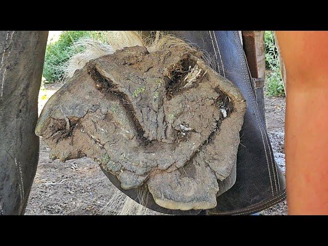 These Hooves Were in Terrible Condition!!! Massive Draft Hoof Restoration - So Satifying