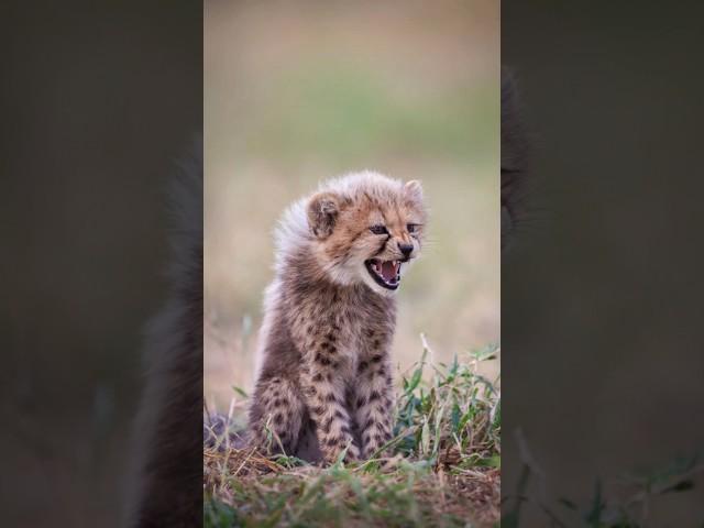 The Story of Cheetah Cub Mohawks!  Their Playful World Revealed  #wildlife #animalfacts #cheetah