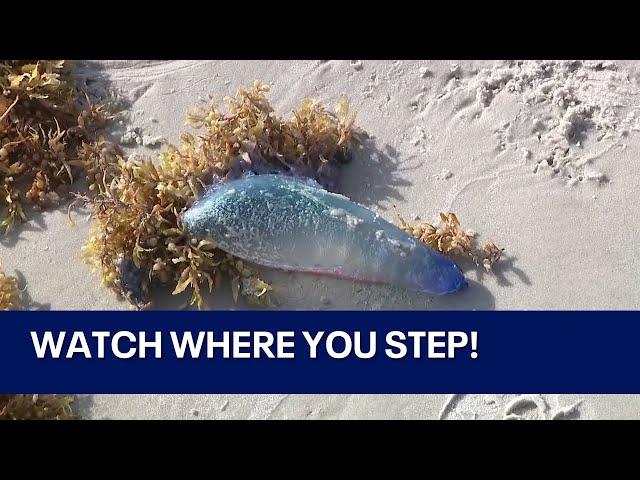 What's causing increase in jellyfish on Florida beaches?