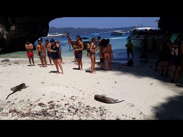 Wild Monkeys Attack Stupid Humans on Thailand Phi Phi Island Monkey Beach