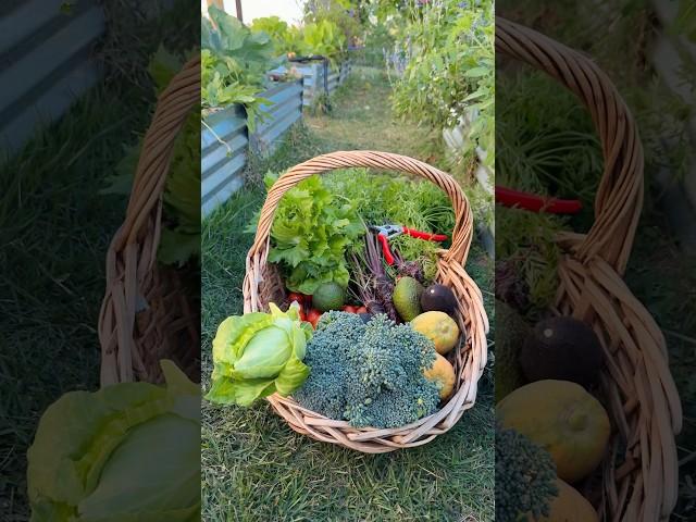 #gardening #backyardvegetablegarden #backyardgardening #growyourownfood #homegardening #garden