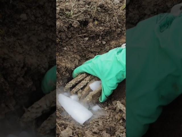 Using Dry Ice To Destroy A Yellow Jacket Wasp Nest. Mousetrap Monday Youtube Short