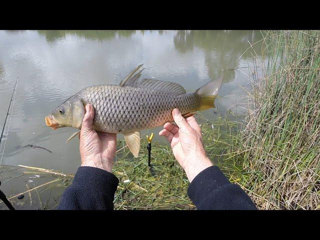 A short and rather slow session at a local pond #urbanpondfishing #pondfishing #carp