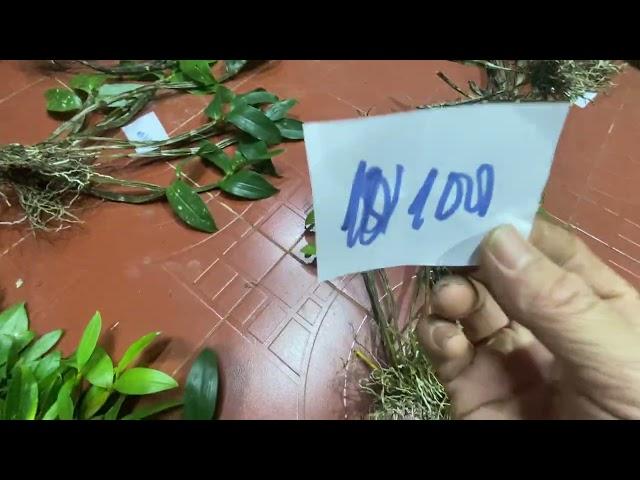 LAN RỪNG KON TUM 5/4/2025 LH 0973821799