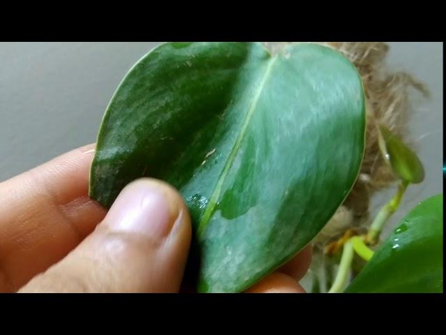 4 indoor houseplants which I grow under artificial lights. | biosphereflora |