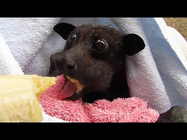 Master Forrest Enjoys A Banana