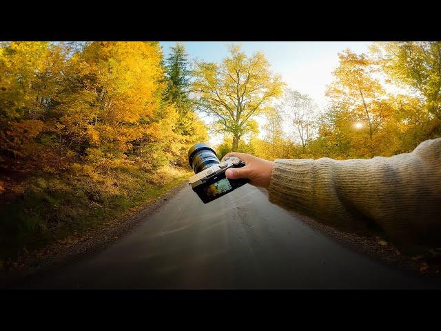 Relaxing Nature Photography in Autumn Forest (POV)