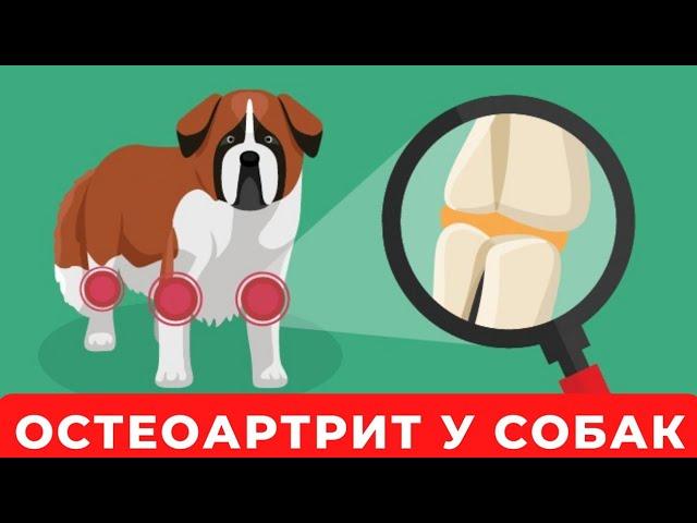  Остеоартрит у собак: симптомы и лечение