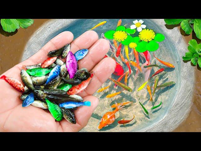 Amazing Catch Nest Aquarium Fish In Tiny Pond, Arowana, Koi, Guppies, Pencil Fish | Fishing Video