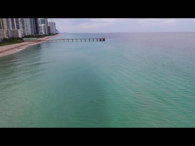 Shark Sunny Isles Beach, Florida