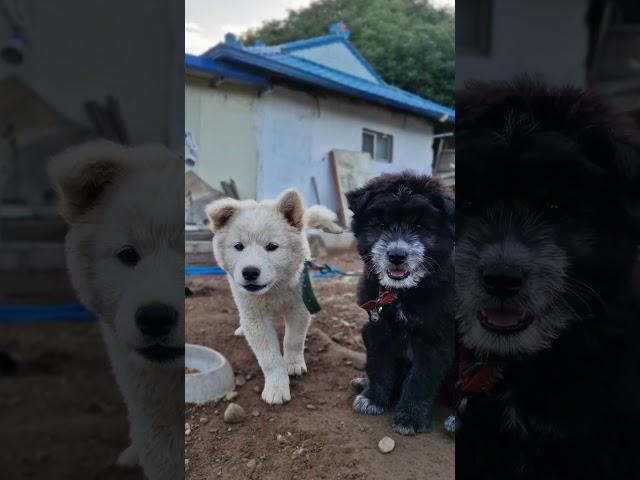 피스와 죠이 #시골살이브이로그 #puppy #동물농장강아지 #강아지 #귀촌생활 #강아지브이로그 #청송시골집