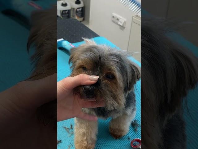 How to trim Yorkie face