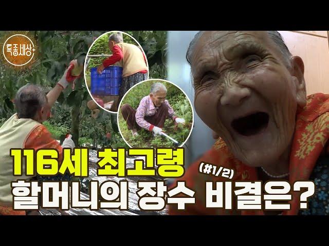 [특종세상] 116세, 우리나라 최고령 할머니의 장수 비결은? MBN 190913 방송 (#1/2)