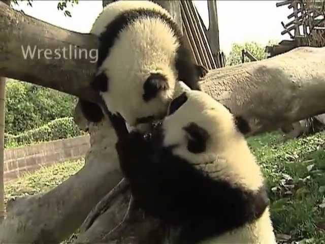 In training for the Panda Games