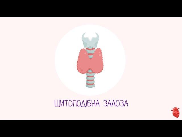 Щитоподібна залоза | Спланхнологія