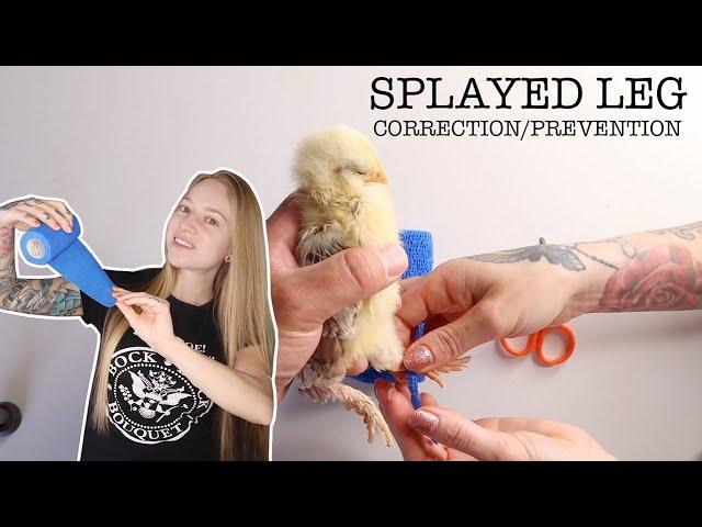 Best Way to Treat/Prevent Splayed Legs in Baby Chicks