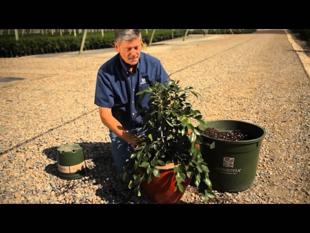 How to Plant Camellias in Pots : Garden Savvy