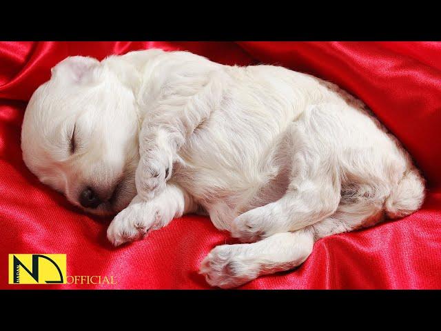 10 Hours Calming Sleep Music  Stress Relief Music, Insomnia, Relaxing Sleep Music  Baby Dog Puppy