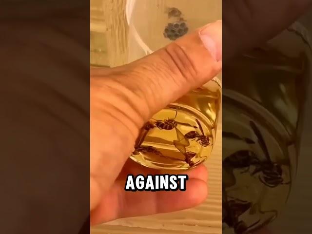 Easy Way to Get Rid of Wasps! 