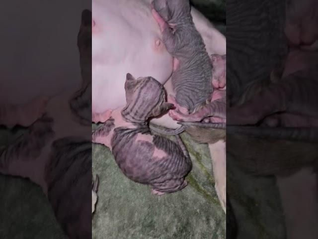 4 purrrfect little cubs