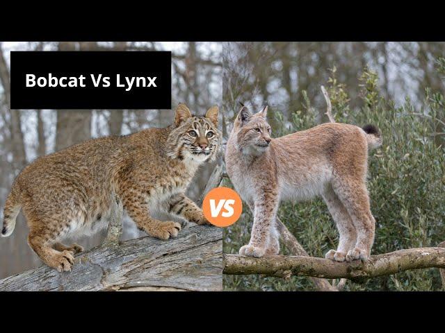 Bobcat Vs Lynx | Learn the Difference!