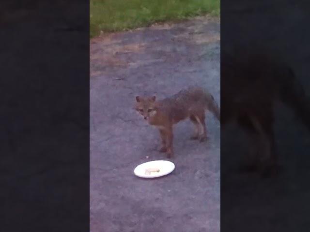 Cute Grey Fox Eating In My Grandparents’ Backyard