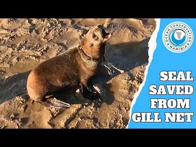 Seal Saved From Gill Net