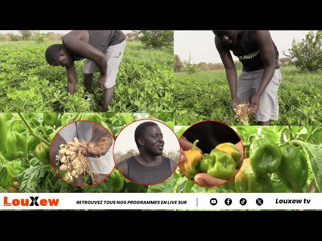 À Mboro, la culture de l'arachide et du piment se fait en dehors de la saison des pluies....